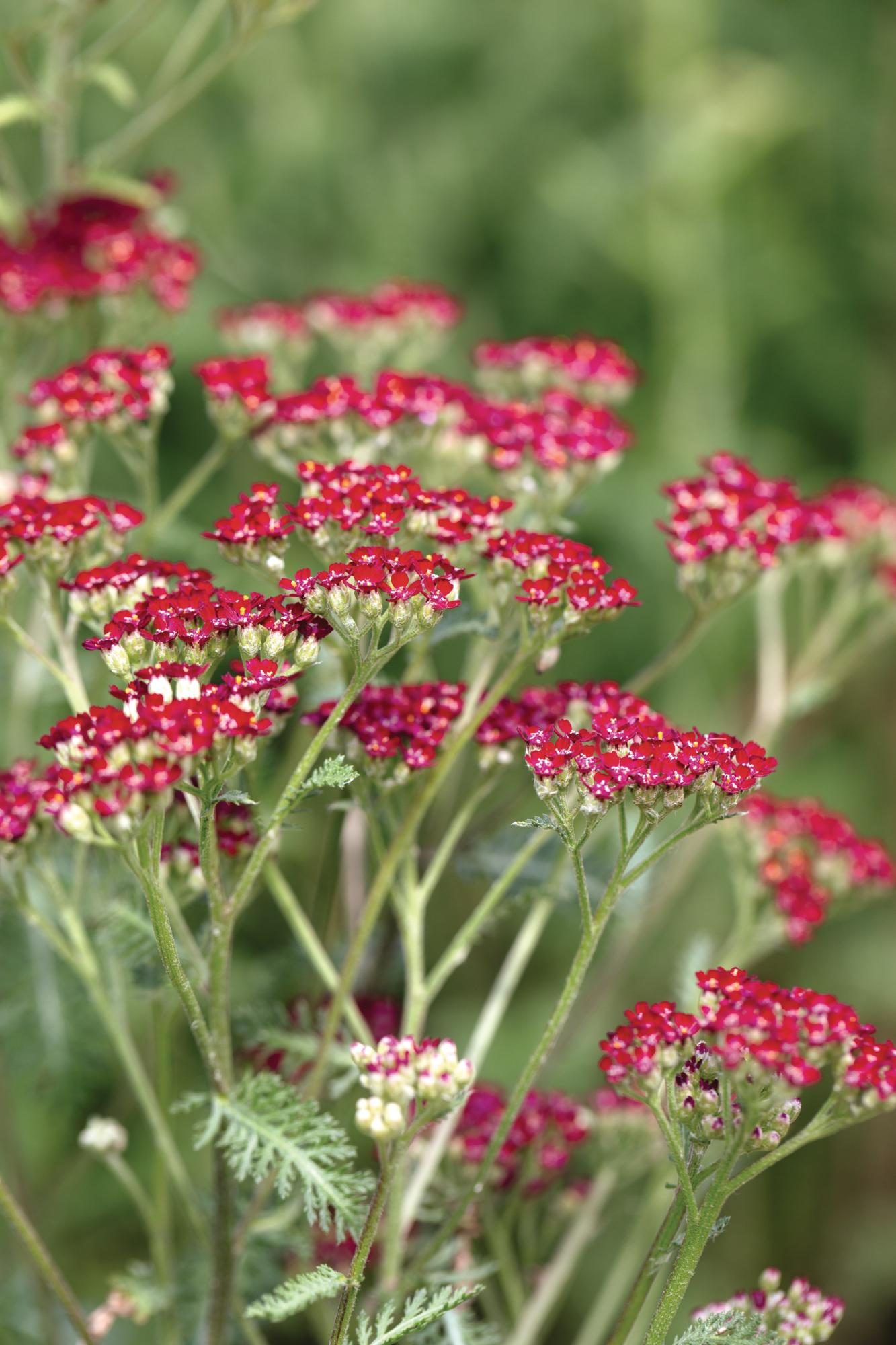 Red flower
