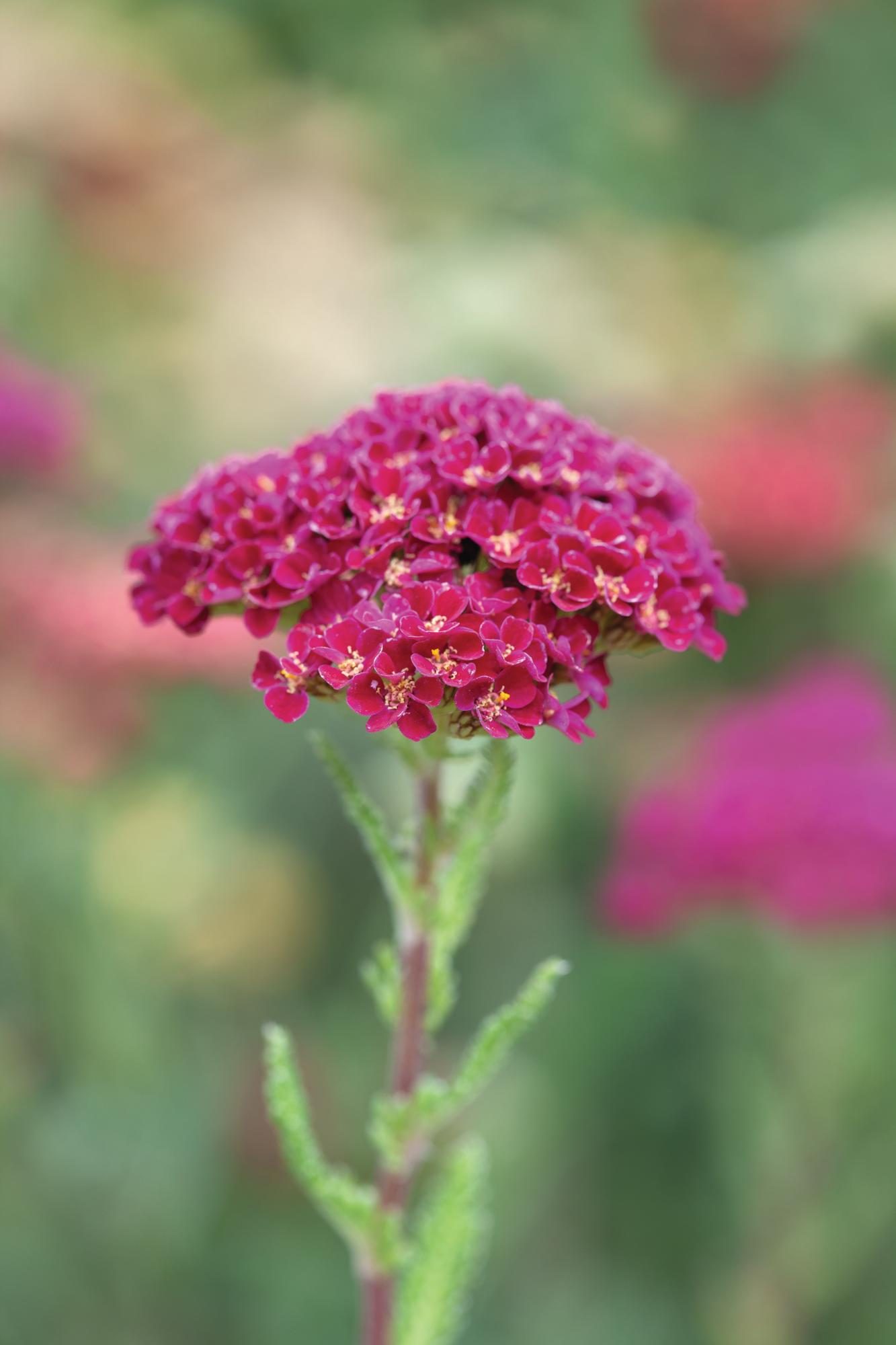 Red flower