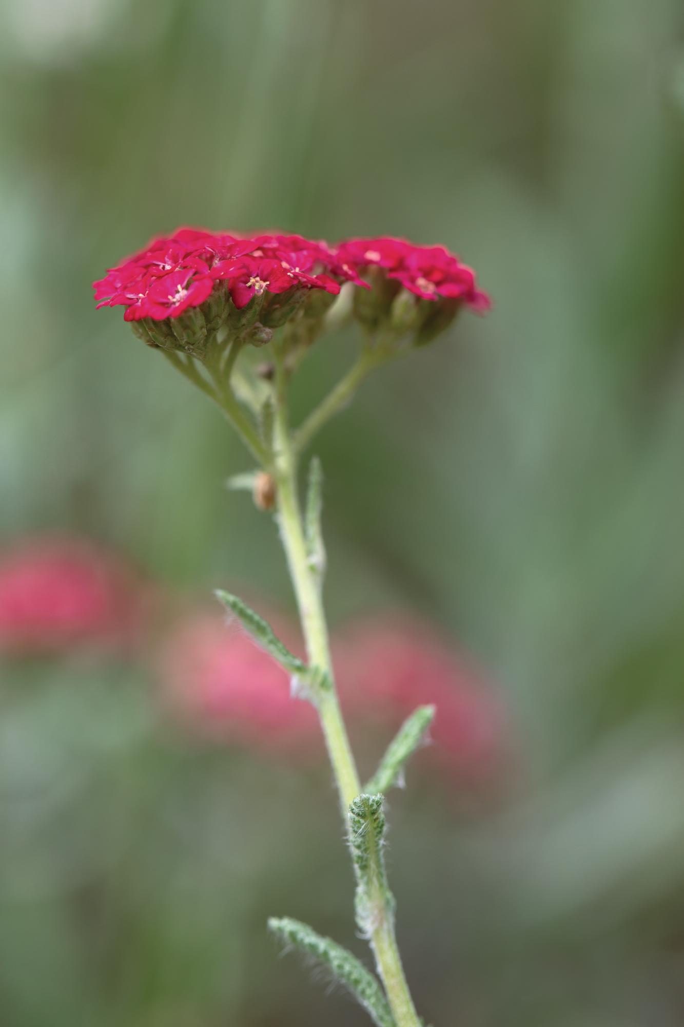 Red flower