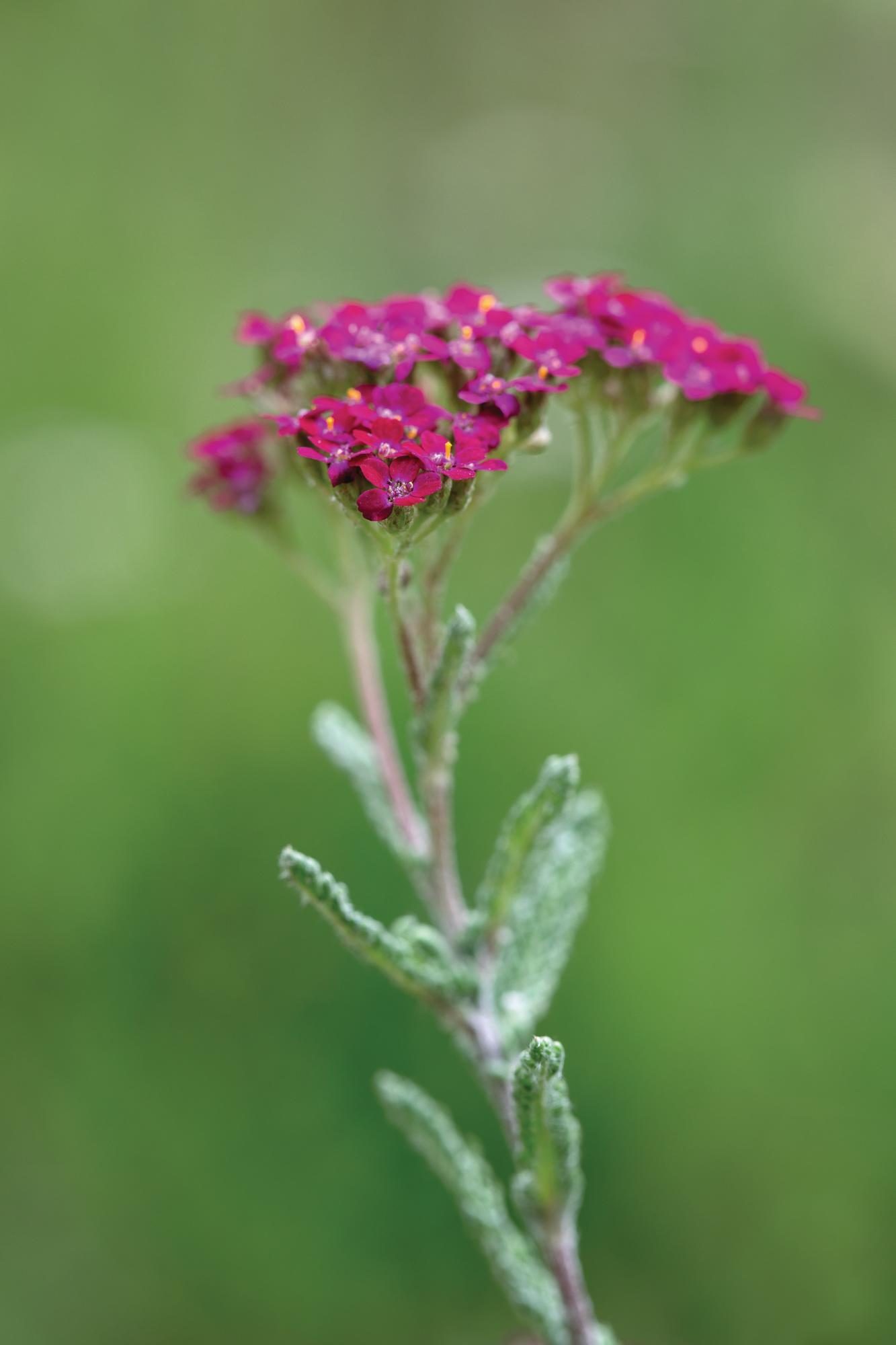 Purple flower