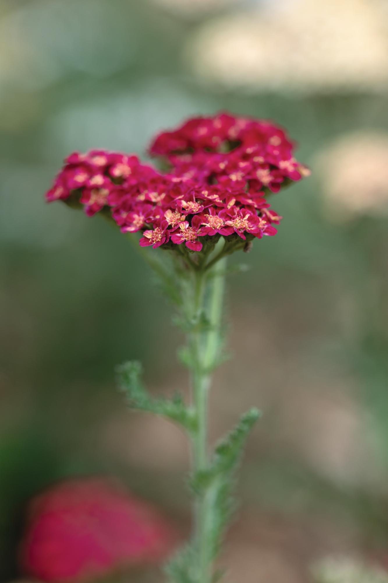 Red flower
