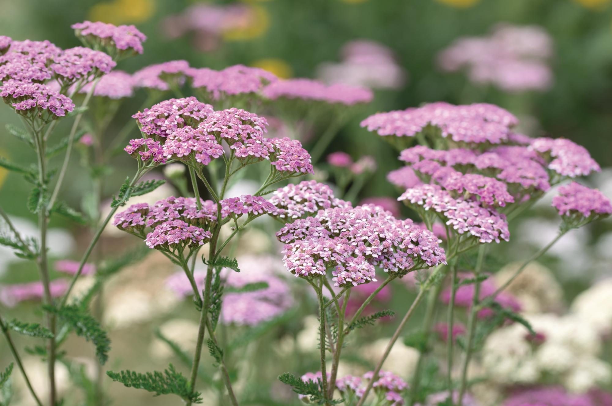Purple flower