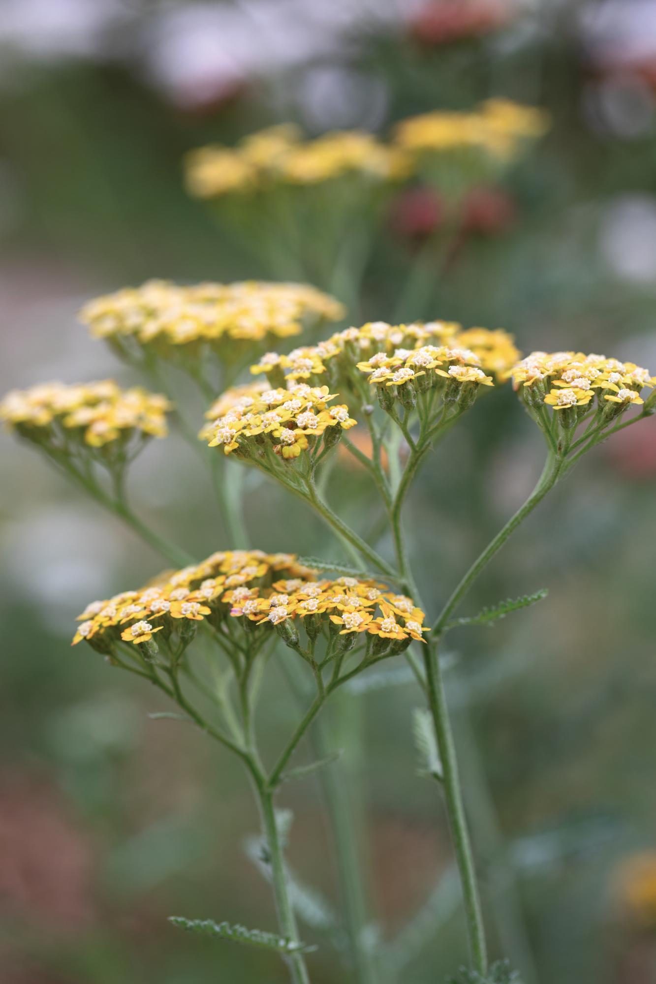 Yellow flower