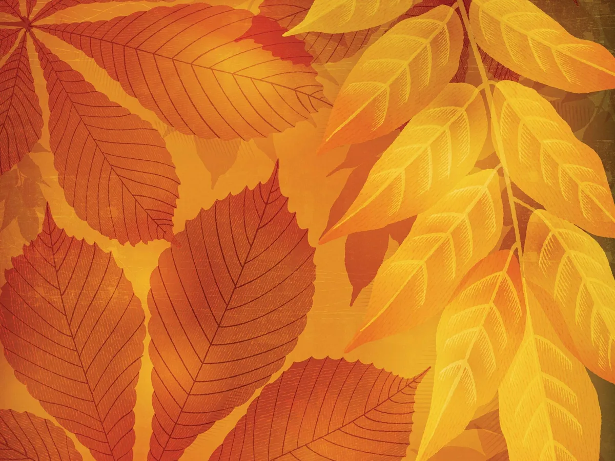Autumn leaves illustration Autumn leaves illustration