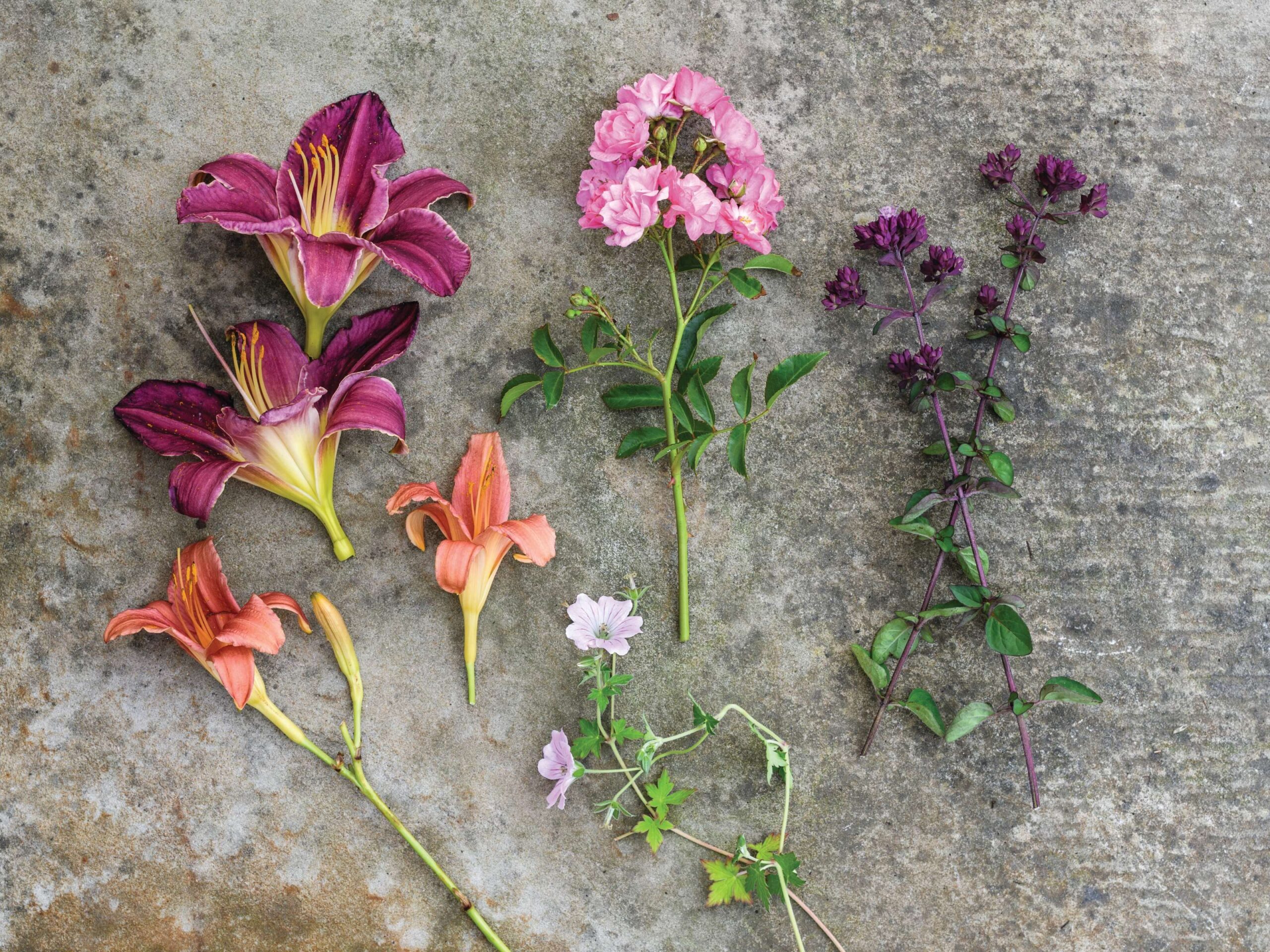 Summer fireworks Pots of Style with Jo Thompson