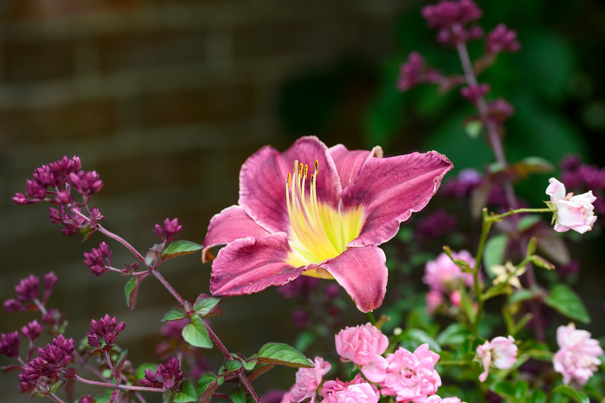 Summer fireworks Pots of Style with Jo Thompson, using Hemerocallis 'Chicago Silver'