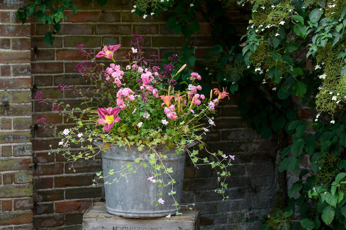 Summer fireworks Pots of Style with Jo Thompson, using Rosa 'The Fairy', Hemerocallis 'Pink Damask' Hemerocallis 'Chicago Silver', Geranium 'Dreamland', Origanum 'Rosenkuppel'
