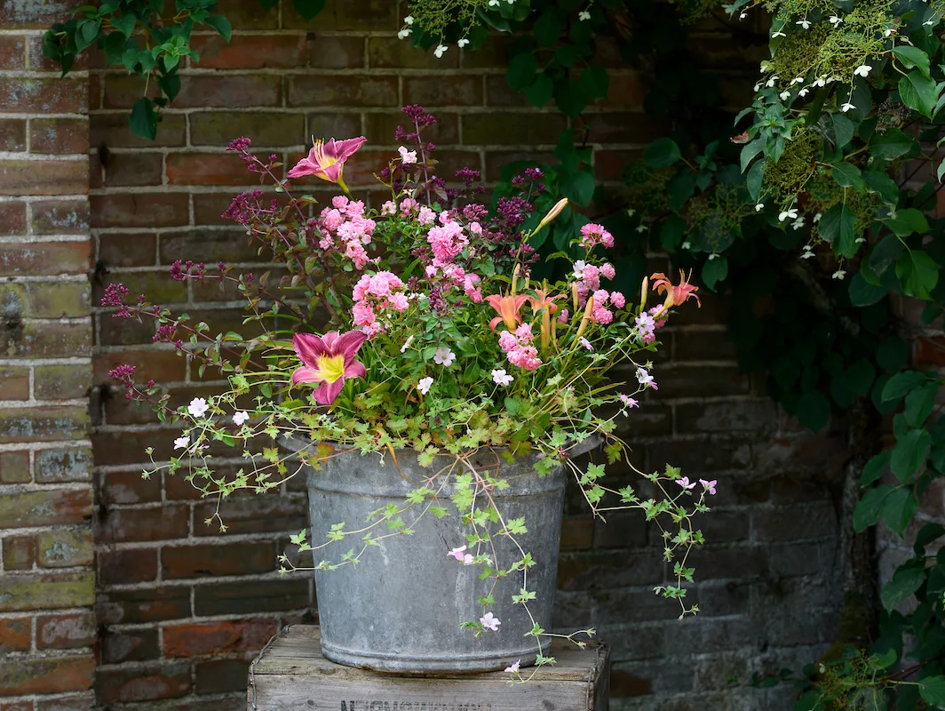 Summer fireworks Pots of Style with Jo Thompson Summer fireworks Pots of Style with Jo Thompson, using Rosa 'The Fairy', Hemerocallis 'Pink Damask' Hemerocallis 'Chicago Silver', Geranium 'Dreamland', Origanum 'Rosenkuppel'